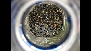 How did this work so good! Eliminate wasps and sweat bees the easy way.