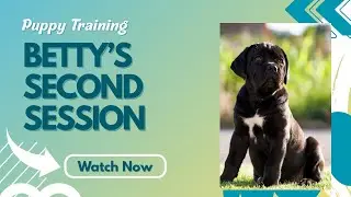  Cane corso puppy training: Betty&rsquo;s second session 
