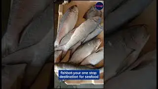 Fishbot: Your One-Stop Destination for Fresh and Quality Seafood