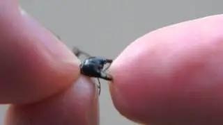 African Red Ant Bite (Dorylus)