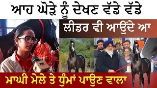 Komal stud farm ।। ਮਾਘੀ ਮੇਲੇ ਵਿੱਚ ਧੁੰਮਾਂ ਪਾਉਣ ਵਾਲਾ ਘੋੜਾ।। Shaan horse।। 