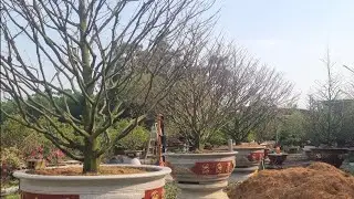 13/12 ÂL Chính thức lặt lá mai vàng đón xuân 2026