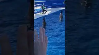 🌊 Pilot Whale Wave! Meet Piper and Ava at the Dolphin Show! 🐋✨