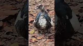 Muscovy duck by beach Playa del Carmen Mexico tropical Caribbean bird life #nature #explore #travel