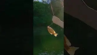 crappie fishing in chetek Wisconsin #fishing