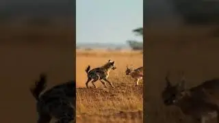 Caracal's Epic Chase: Gazelle to Hyena Pup! #WildlifeDrama #CaracalChase #NatureRewind