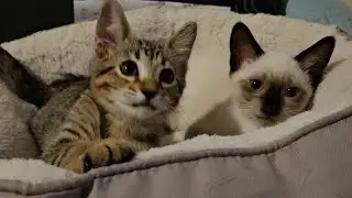 Kittens Start Trying To Fight The Anesthesia