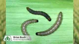 Managing Second Generation Corn Borer