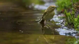 Tjiftjaf, Common Chiffchaff, Phylloscopus collybita,  DJ fotohut 3 Hoogeloon