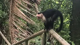 Capuchin Monkeys in Manuel Antonio National Park, Costa Rica (Raw GoPro Footage)