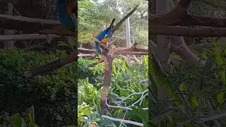 #Dubai Safari #travelling #areeba azhar vlog #like#share#subscribe
