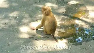#7 Monkey Phnom Pros