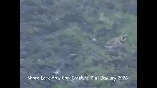 Shore Lark, Mow Cop, Cheshire, 21st January 2026