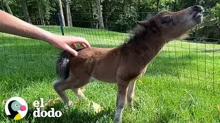 Caballo miniatura se esfuerza mucho por hacer su primer amigo | Peque&ntilde;o y Valiente | El Dodo