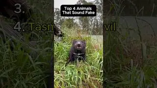 Top 4 Animals That Sound Fake...#shorts #fox #lynx #koala #tasmaniandevil