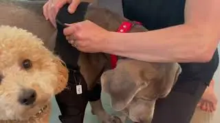 Dog Elbow Brace for Shoulder & Front Leg, Canine Elbow Wrap for Shoulder Dislocation Review