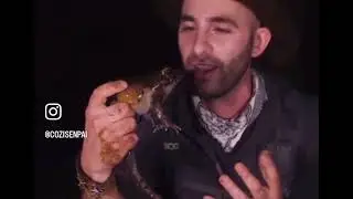 This is how Frogs really sounds like