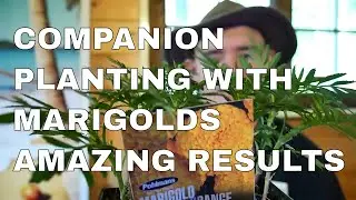 Underground Companion Planting With Marigolds