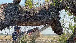 Cut down Old tree in the middle of rice fields, Stihl ms881 chainsaw.