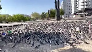 Pigeon Point @ Muscat MBD Area - Muscat City Tour series