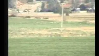 Hare coursingThe red dog(saluki type)on the blackland