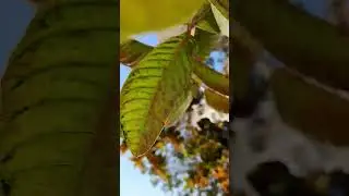 save trees sare bhai milkar ped ko bachao jyada se jyada ped lagaye ek subscribe ek ped mein lagaung