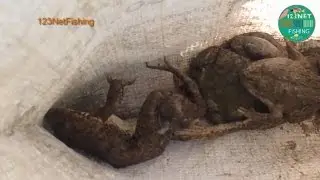 Wow Amazing Catches Frog With Frog Trap | How to catch Frog in Cambodia | Kandal Frog Fishing