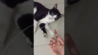 Training Ah Mi to plays toys - Funny cat #viral #funny #cat #animals #cute