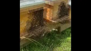 Duffy Homestead Hot Bees