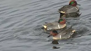 greenwing teal courtship displays