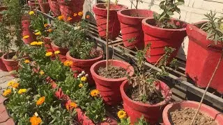 Garden updates of February month