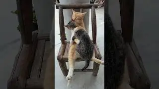 My Cat's Secret Life Revealed! 😱😱 #catlovers #liferevealed