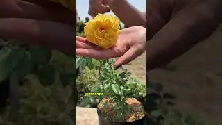 Bunga mawar kuning wangi 