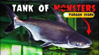 Can They Live Together? 🐟 Oscar | Green Terror | Paroon Shark