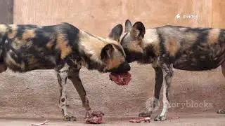 Surprising Animal Behaviors in the Wild #AnimalBehavior #WildlifeAdaptations #NatureFacts#wildlife