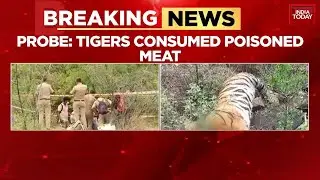 Karnataka Tiger Deaths: Breakthrough In Investigation, Three Suspects In Custody | India Today