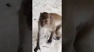 Остров обезьян. #monkey #beach #nature #travel #остров #beach #море #тревелвлог #thailand #travel