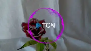 LEX - MASERATI [TCN Music]