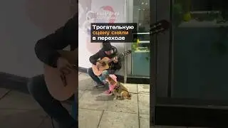 Трогательную сцену сняли в переходе#новости#казахстан#астана#собака#гитара#песня#мужчина