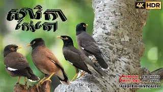 រីកឬសារិកាកែវគោ (Common Myna)