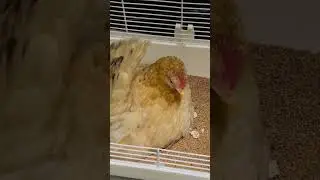 pet chicken