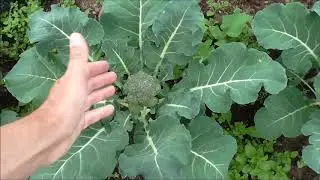 Plot Tour at the end of May #allotment #gardening #ukgrower