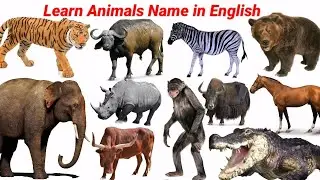 Animals Video & Sounds Effect | Learn Animals Name Cow, Dog, Lion, Rhino | Education Video | #cow ||