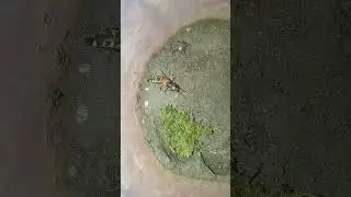 Tiger in the world of insects!(Staphylin the Great killing machine)