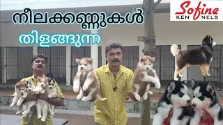 Siberian Husky പപ്പീസും  ഗ്രൂമിങ് പാർലറും ഡോക്ടറും
