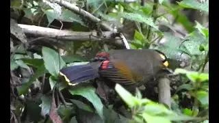 Bugun Liocichla | Closely Related To The Emei Shan Liocichla | First Spotted In Arunachal Pradesh