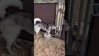 Picnic & Dog Park