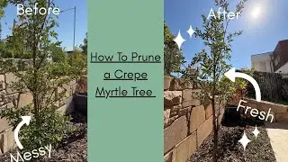 How to Prune a Crepe Myrtle Tree