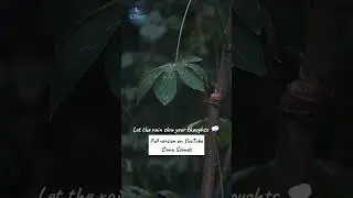 Rain ambience for sleep & calm 🌧️YouTube: Ciuna Sounds