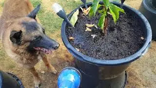 huupie sproei
